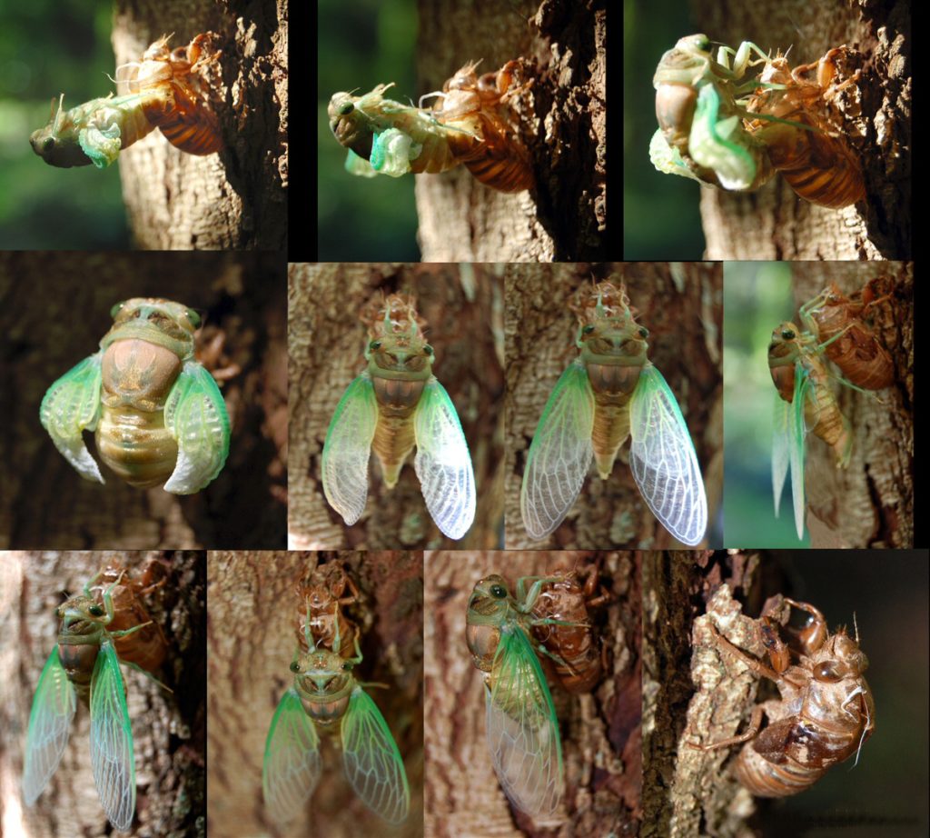 Adult_Cicada_Emerging_from_Nymph_Skin