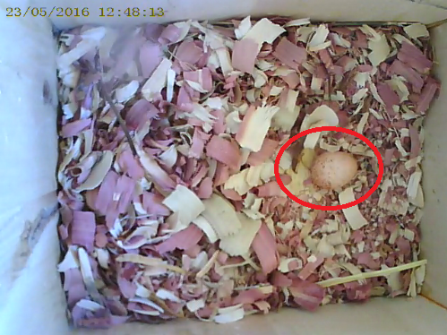 gallery/20160521_egg1.png