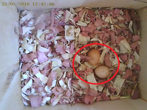 gallery/20160525_twoeggs.png