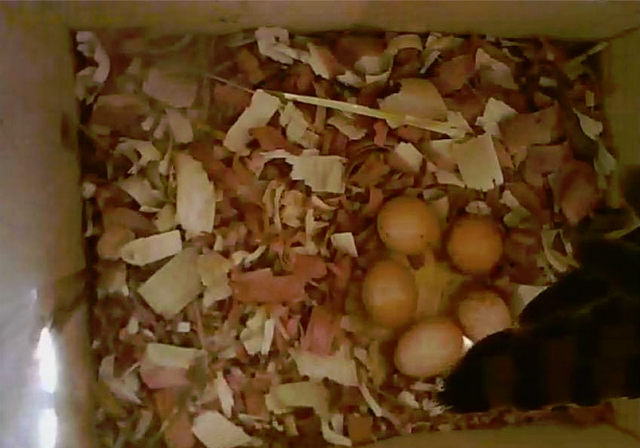 gallery/20160531_5eggs.png