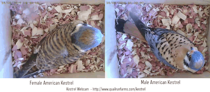 American Kestrel Sexing Guide.