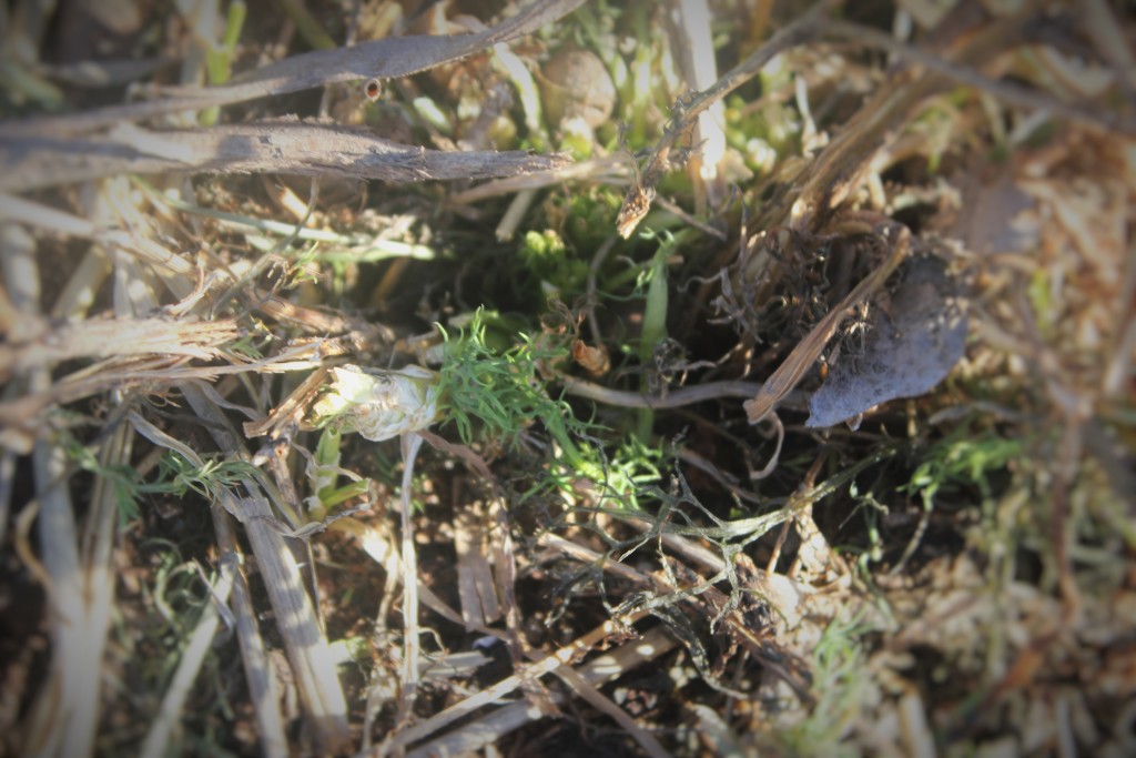 Chamomile, was only sleeping under its blanket of snow at the foot of an apple tree 