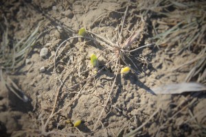 Bold Daffodil, these are the first spears of about two hundred bulbs planted in the meadow, we will soon have to watch our step. 