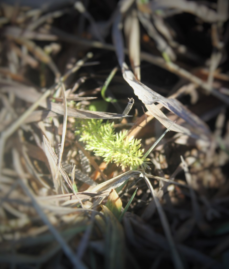 My baby Yarrow, her blooms will grace my meadow this summer and my tea cup next winter