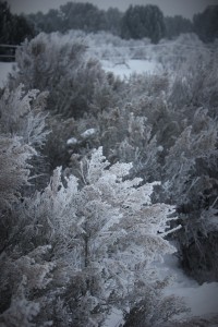 high_desert_frost_5763