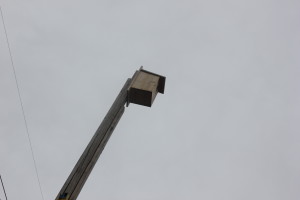 Kestrel nesting box. Photo: Aimee Kieffer