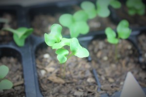 Cabbage, a week later