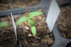 Tomatoes a week later