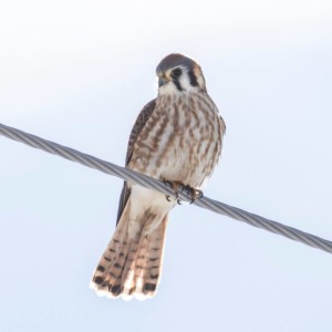 Kestrel. Photo: Shon Reed