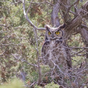 Owl near Eagle Mountain. Photo: Shon Reed