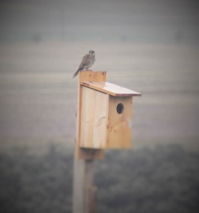 Kestrel sitting on a nesting box on Quail Run Farm. Photo: Aimee Kieffer