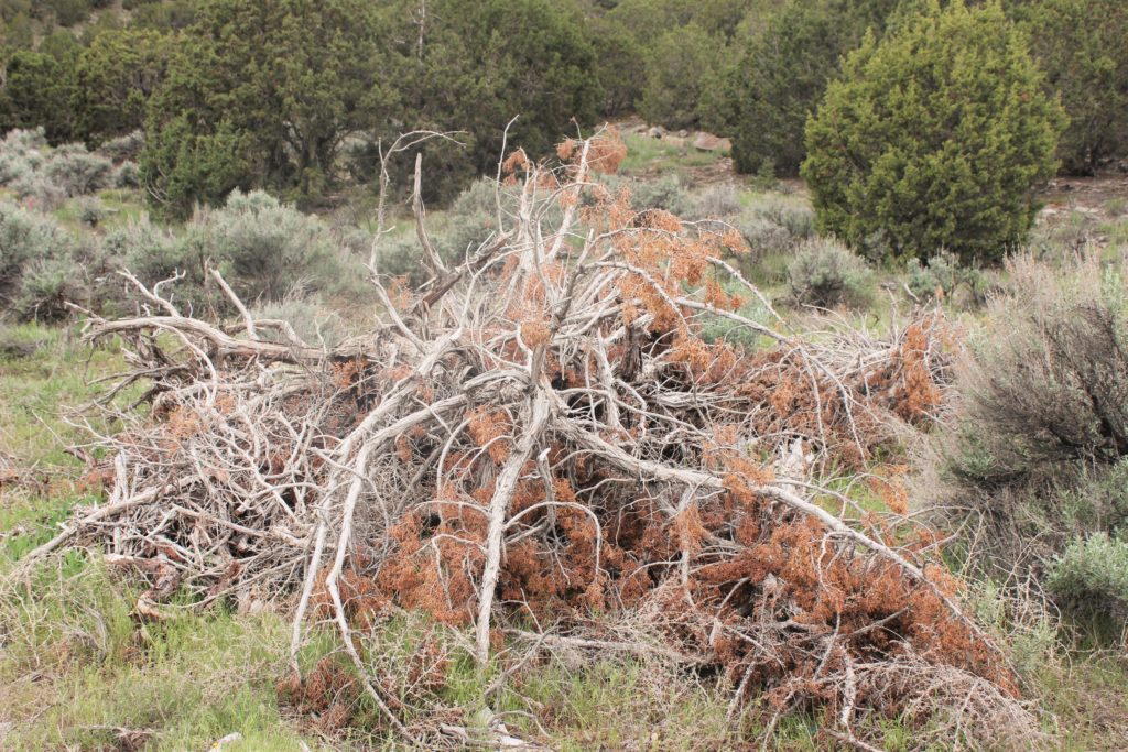 A bunch of juniper trees a developer removed. The resident said we could haul them off.