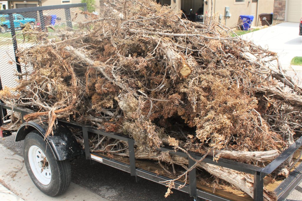 Loaded trailer with the juniper trees.