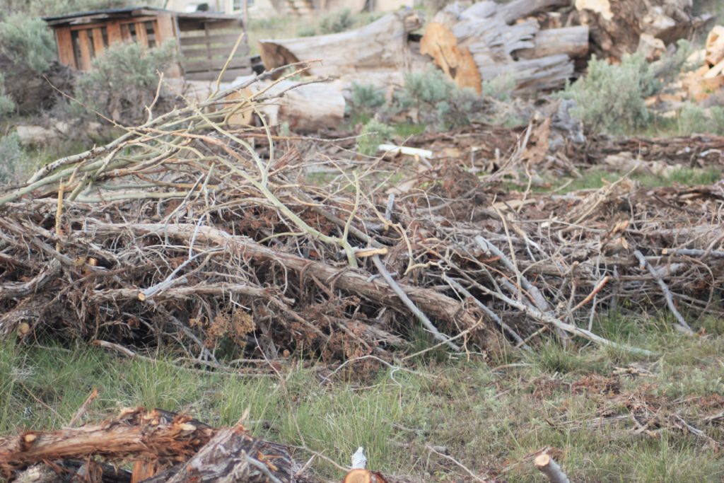 Pile of trees, and branches ready to mulch.