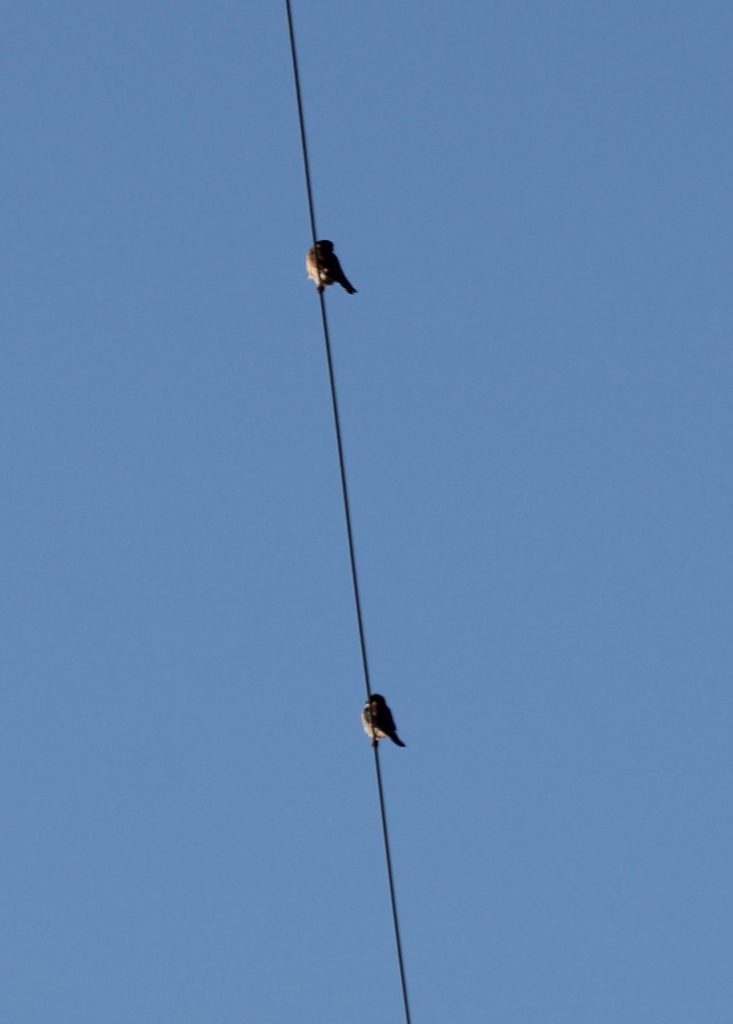 Kestrel pair watching as the camera is installed from a close by power line.