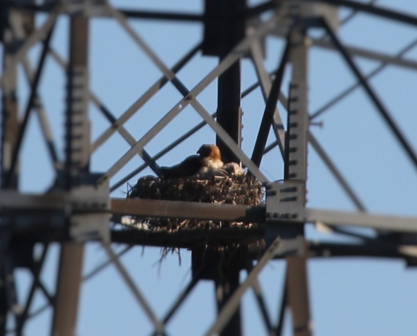 Red Tailed Hawks looking on from a near by power pole.