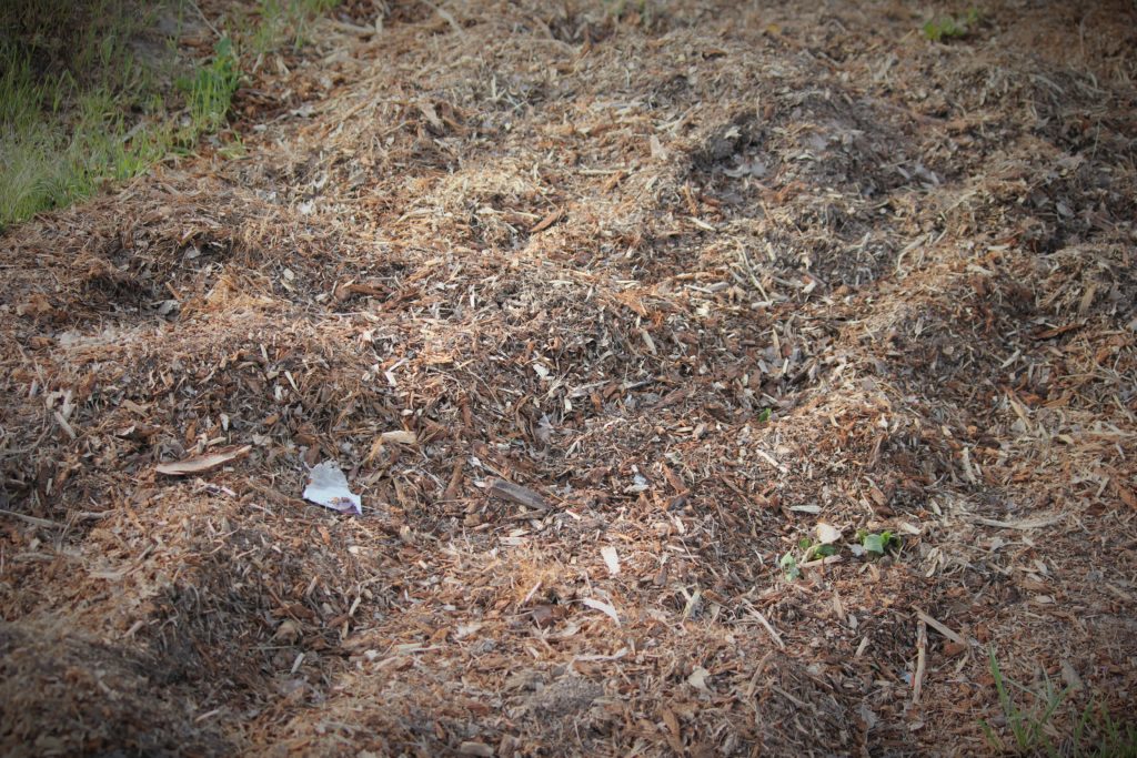 Mulch over garden bed, getting ready to plan.