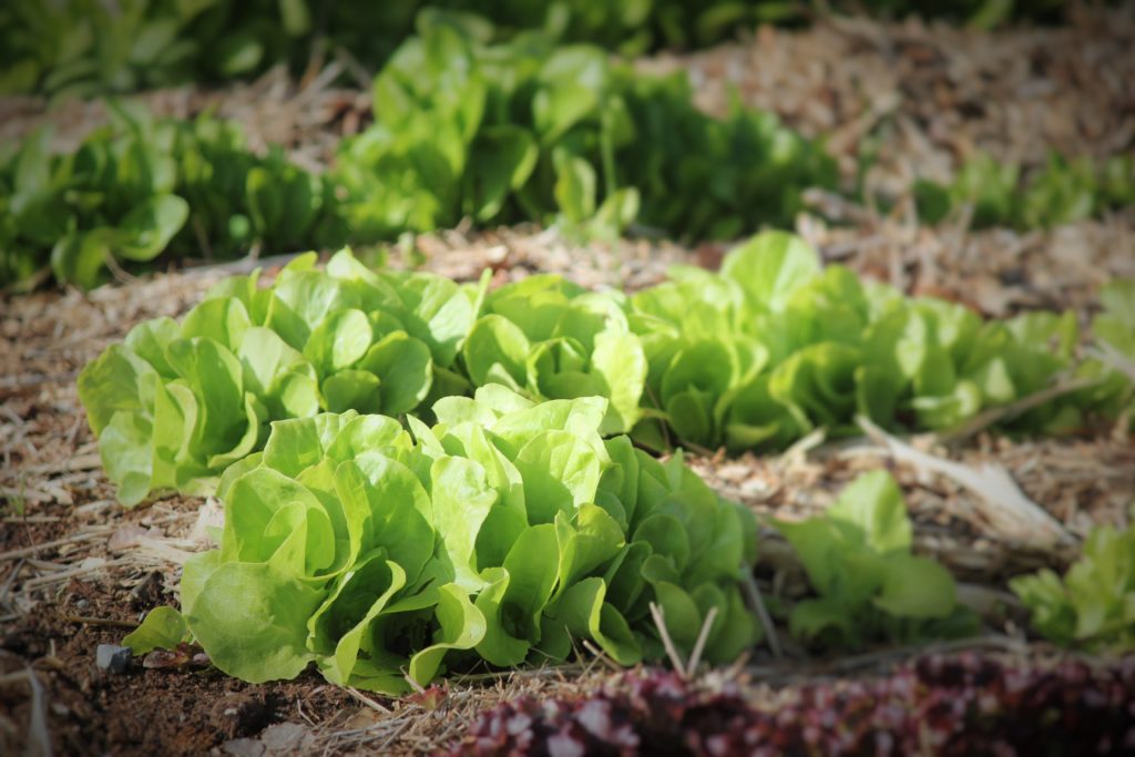 Mulch between rows of plants.