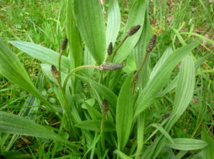 plantain-2