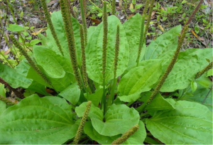 plantain1