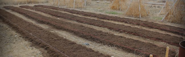 Preparing Spring Beds