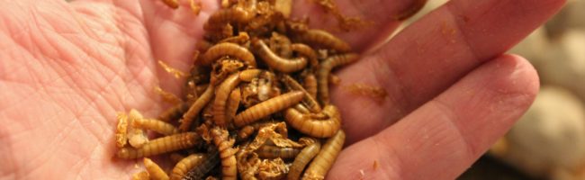 Meal Worms