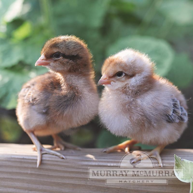 Quail Archives - Murray McMurray Hatchery Blog