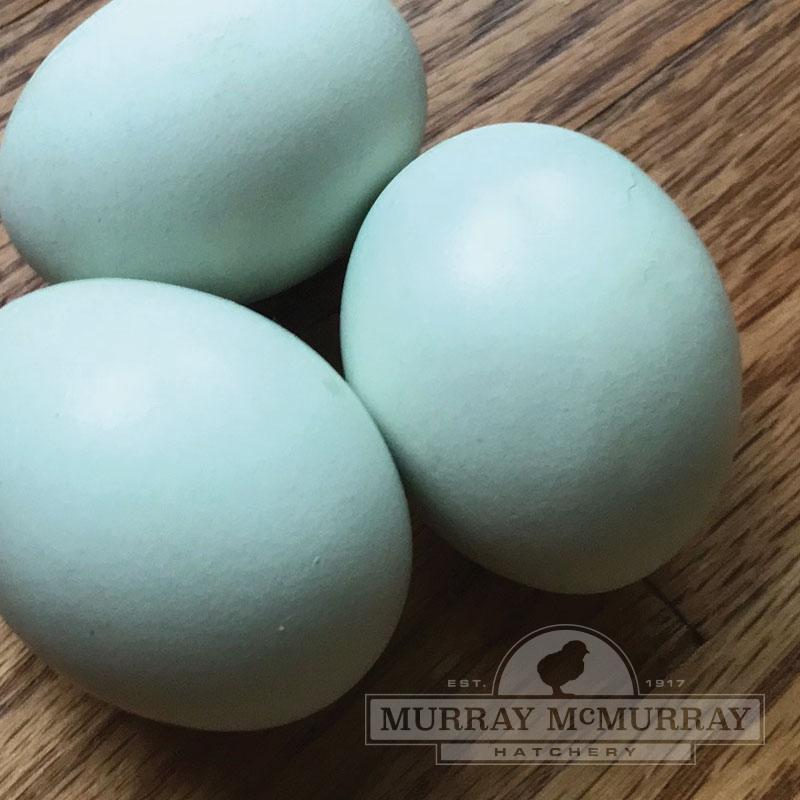 How to Wash Chicken Eggs - Murray McMurray Hatchery Blog